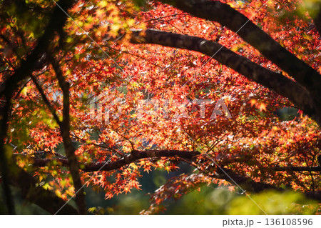京都槙尾西明寺境内の赤く紅葉した楓 136108596