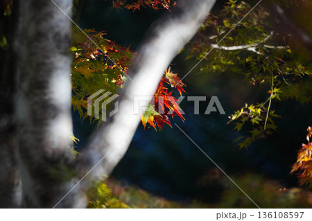 京都槙尾西明寺境内の赤く紅葉した楓 京都槙尾西明寺境内の赤く紅葉した楓 136108597