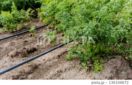 Drip irrigation system. Water saving drip irrigation system  136108672