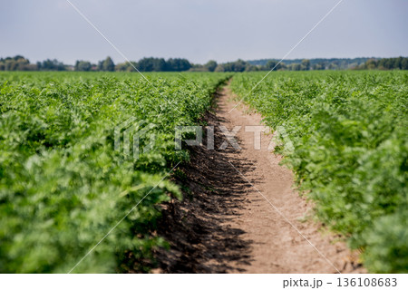 Long field and rows of carrots. Blue summer sky. Long field and rows of carrots. Blue summer sky. 136108683