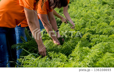 Growing organic carrots. Carrots in the hands a group of farmers. Growing organic carrots. Carrots in the hands a group of farmers. 136108693