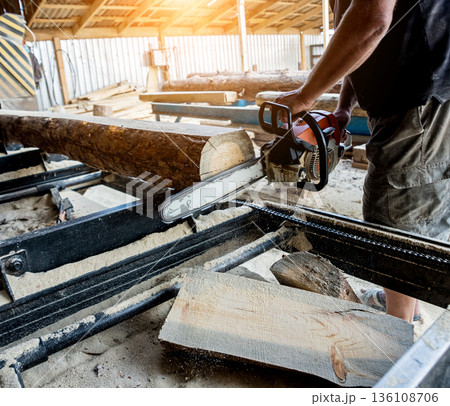 Woodcutter cutting tree with chainsaw on sawmill. Modern sawmill.  136108706