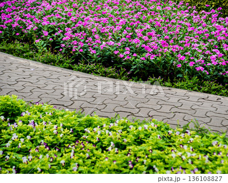 Luxury landscape design of the tropical garden. Luxury landscape design of the tropical garden. 136108827