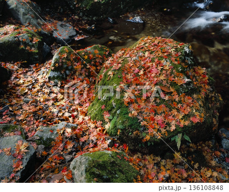 ロマンチック茨城(花園川の名にふさわしく、渓谷が真っ赤に落ち葉で染まった。)北茨城市、花園川 ロマンチック茨城(花園川の名にふさわしく、渓谷が真っ赤に落ち葉で染まった。)北茨城市、花園川 136108848
