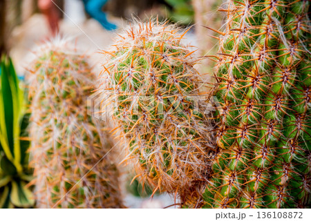Beautiful macro shots of prickly cactus. Background and textures 136108872