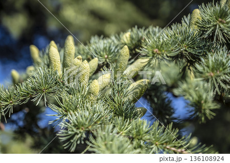 Young conifer cones developing among soft needles, clear sky highlights, fresh spring growth and botanical symmetry, vivid greens 136108924