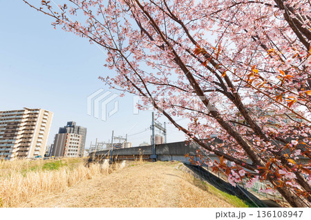 枚方市駅近くの天野川堤防沿いの桜（大阪府） 136108947