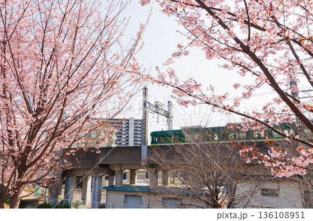 枚方市駅近くの天野川堤防沿いの桜(大阪府) 枚方市駅近くの天野川堤防沿いの桜(大阪府) 136108951