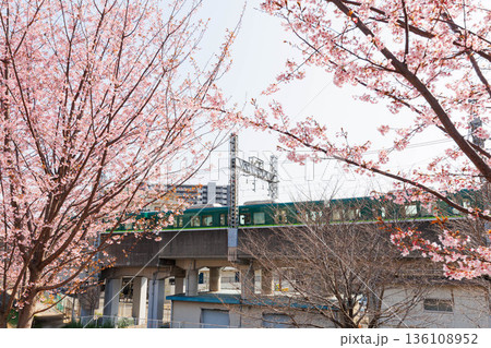 枚方市駅近くの天野川堤防沿いの桜（大阪府） 136108952
