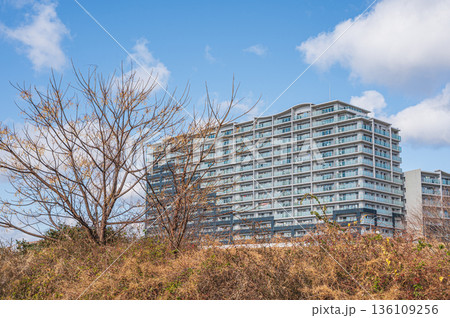 淀川河川敷から見上げるマンション　大阪府高槻市 136109256