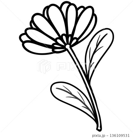 Line art floral elements. Outline foliage natural leaves herbs. Set hand drawn flower botanical. Line art floral elements. Outline foliage natural leaves herbs. Set hand drawn flower botanical. 136109531