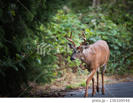 A young red deer buck walking in the park in Vancouver BC. A young red deer buck walking in the park in Vancouver BC. 136109548