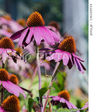 Purple coneflowers echinacea in a garden close up, blurred background. 136109554