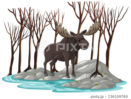 Bull Moose Standing on Rocks in a Winter Forest Setting 136109769