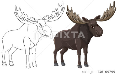 Bull Moose Vector Illustration in Color and Line Art Outline 136109799