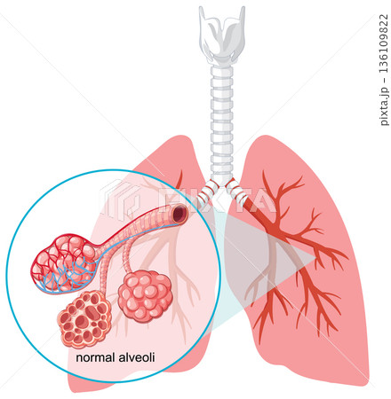 Human Lungs with Detailed Normal Alveoli Illustration Human Lungs with Detailed Normal Alveoli Illustration 136109822