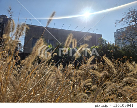 seoul autumn square seoul autumn square 136109941