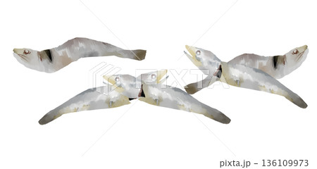 優しいタッチのいりこのイラスト 魚の乾物挿絵素材 優しいタッチのいりこのイラスト 魚の乾物挿絵素材 136109973