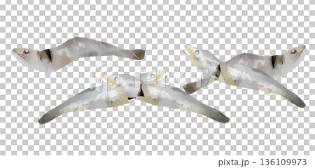 A gentle touch of dried sardine illustration. 136109973