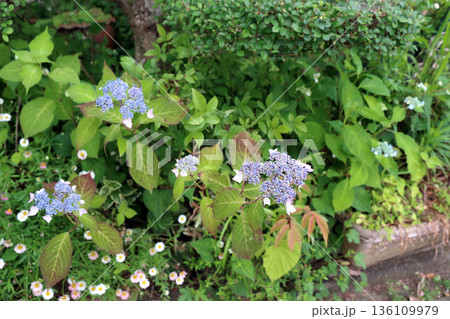 紫陽花アジサイ 136109979