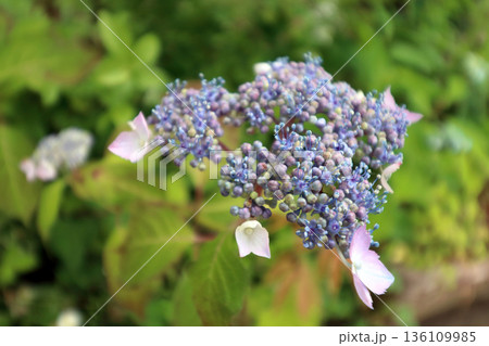 紫陽花アジサイ 136109985