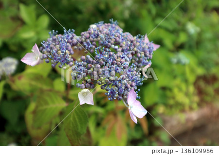 紫陽花アジサイ 136109986