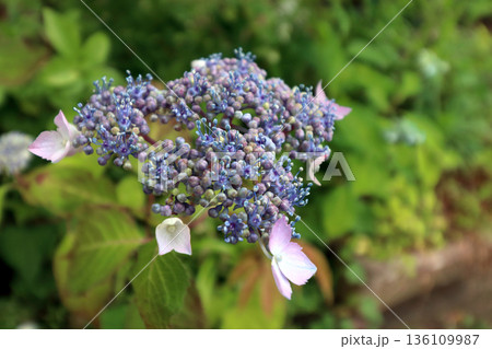 紫陽花アジサイ 136109987