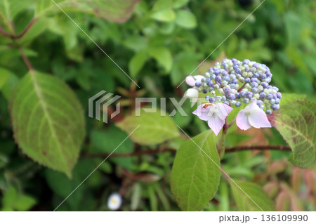 紫陽花アジサイ 紫陽花アジサイ 136109990