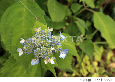 紫陽花アジサイ 紫陽花アジサイ 136109991