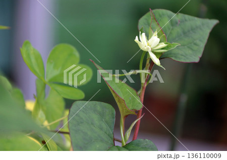 八重ドクダミドクダミ 136110009