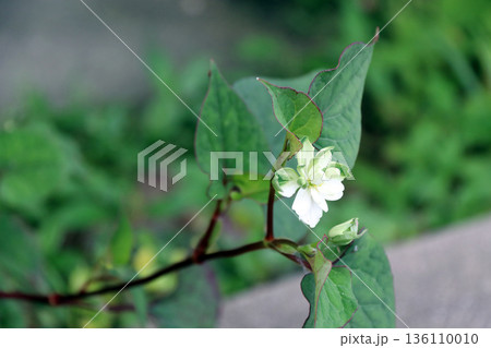 八重ドクダミドクダミ 136110010