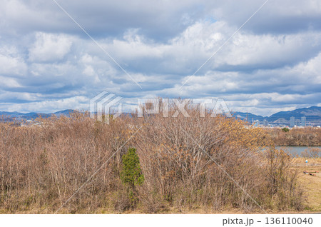 冬の淀川河川敷の樹林　大阪府枚方市 136110040