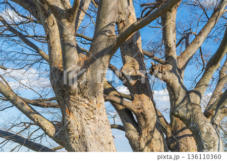 ケヤキの幹 ケヤキの幹 136110360