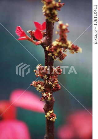 オオバベニガシワの花と新葉 オオバベニガシワの花と新葉 136110411