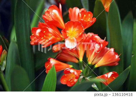 クンシランの花 136110418