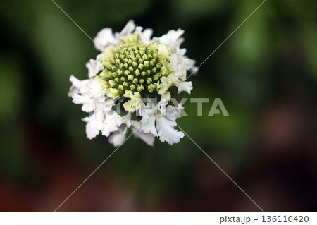 開き始めたスカビオサの花 開き始めたスカビオサの花 136110420