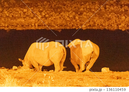 Two black Rhinos at night 136110459
