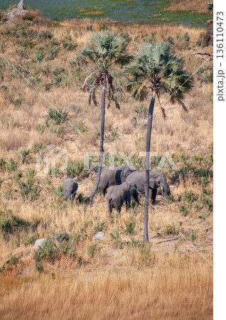 Aerial shot of an Elephant rubbing its head against a palm tree Aerial shot of an Elephant rubbing its head against a palm tree 136110473
