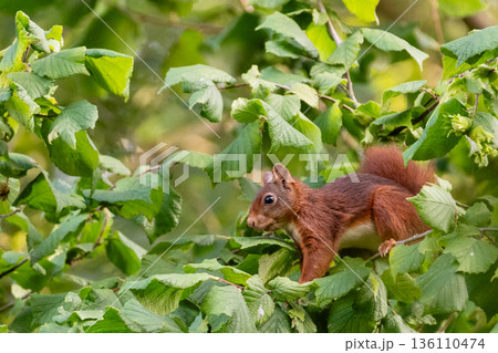 Little squirrel in a tree 136110474