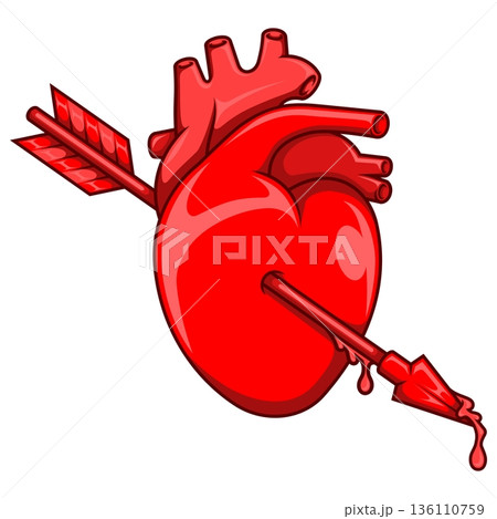 Human heart in vivid blood red color 136110759