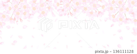 白地に繊細な桜の花のベクターイラスト 白地に繊細な桜の花のベクターイラスト 136111128