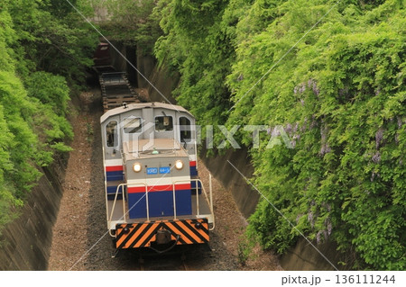 藤の花と貨物列車 136111244