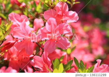 満開ののサツキ 満開ののサツキ 136111299