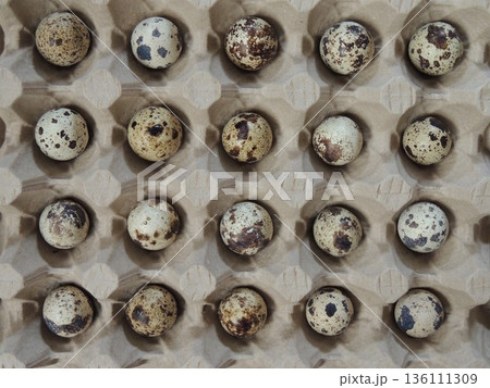 Tiny quail eggs with spots on their brown shells, lying in large cells of a paper tray, top view, packaging for food or hatching farm eggs of domestic quail, flat lay Tiny quail eggs with spots on their brown shells, lying in large cells of a paper tray, top view, packaging for food or hatching farm eggs of domestic quail, flat lay 136111309