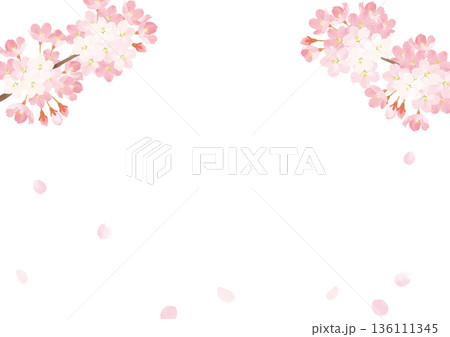 水彩桜　ベクターイラスト 136111345