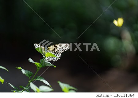 緑の中を舞うオオゴマダラ 多摩動物公園昆虫生態園 緑の中を舞うオオゴマダラ 多摩動物公園昆虫生態園 136111364