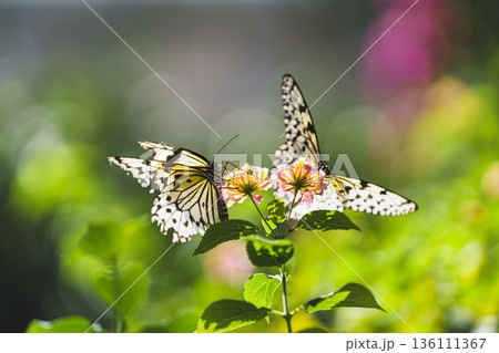 緑の中を舞うオオゴマダラ　多摩動物公園昆虫生態園 136111367