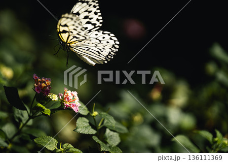 緑の中を舞うオオゴマダラ　多摩動物公園昆虫生態園 136111369