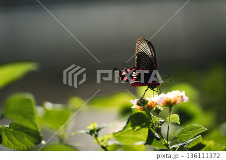 緑の中を舞うベニモンアゲハ　多摩動物公園昆虫生態園 136111372