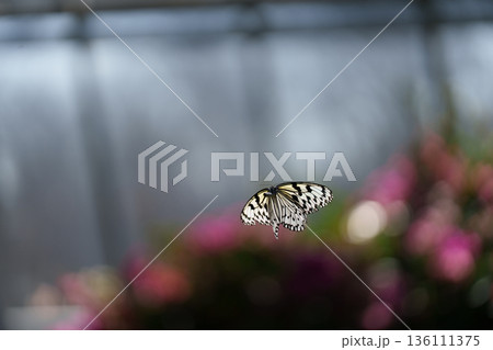 緑の中を舞うオオゴマダラ 多摩動物公園昆虫生態園 緑の中を舞うオオゴマダラ 多摩動物公園昆虫生態園 136111375